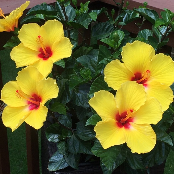 Meet your Posher, Laura - Picture 11 of 16